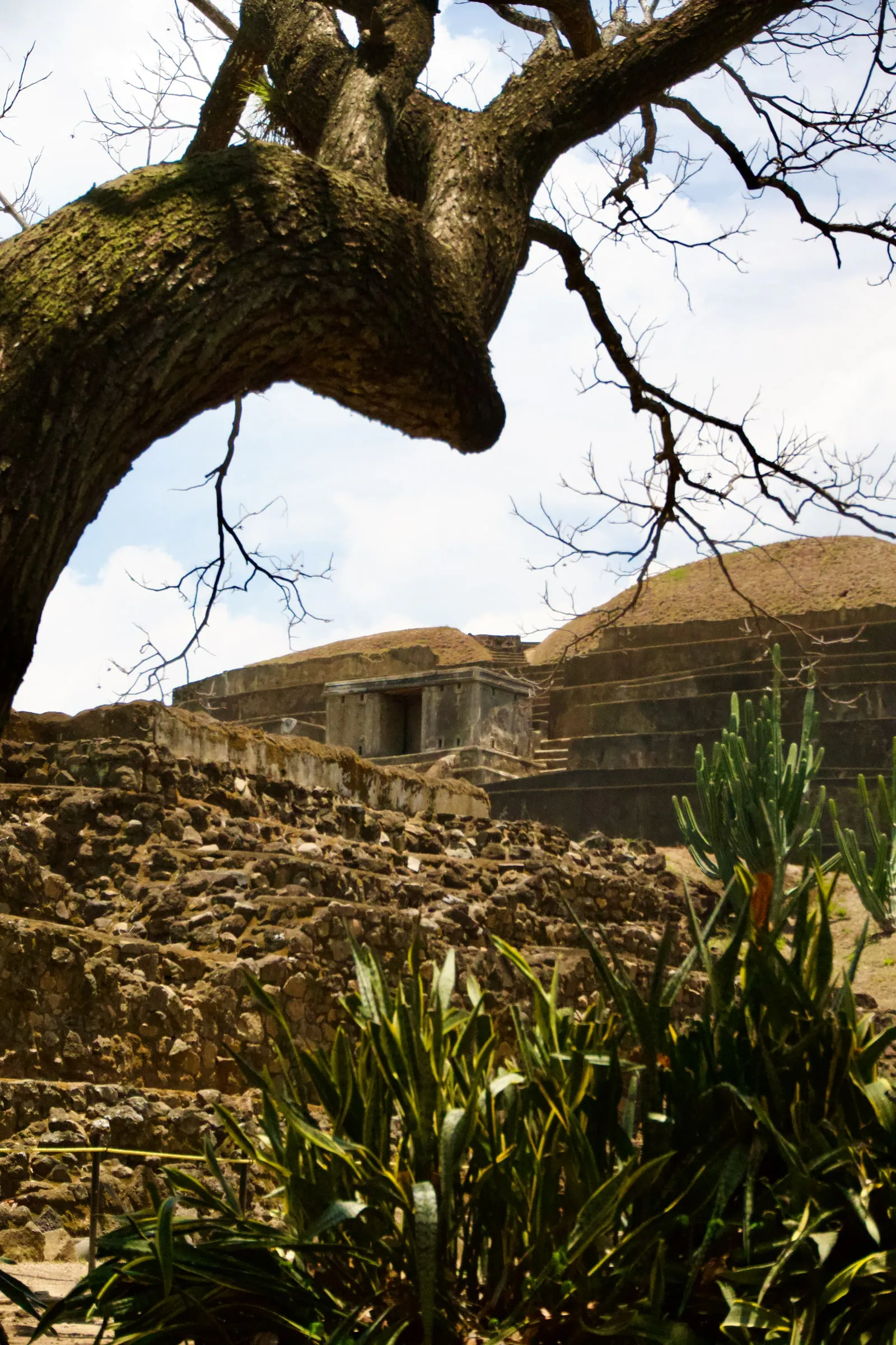 Rough stone terracing beside smooth restored surfaces at Tazumal, framed by a tree